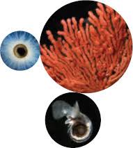 Image result for organisms and their environment