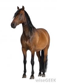 Image result for HORSE