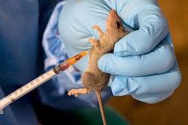 Image result for Lassa fever spreads, kills 40