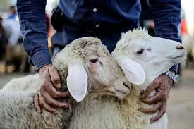 قیمت دام زنده امروز سه‌شنبه 21 مرداد/ گوسفند زنده در تهران کیلویی چند؟