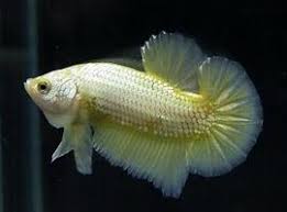 Hasil gambar untuk IKAN CUPANG Plakat