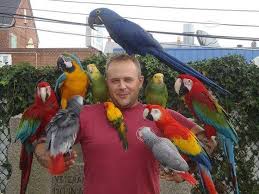 Image result for baby macaw parrot for sale
