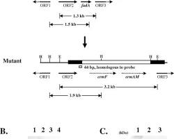 Image of schematic diagram of FadA gene knockout