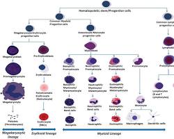 Hematopoiesis