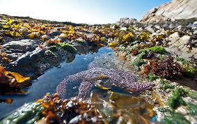 Image result for montana del oro