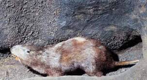 Image result for pocket gophers