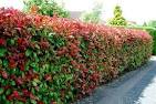 Photinia red robin siepe