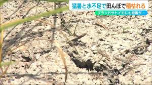 TBS NEWS DIG - News update
