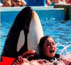 Who is marine trainer Jessica Radcliffe? Here's a fact check on a viral orca attack video. See if it is real or fake