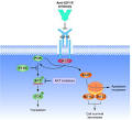 Bcl cell signaling