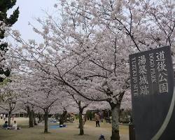 道後公園櫻花的圖片