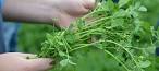 Alfalfa Uses, Benefits Side Effects - m Herbal Database
