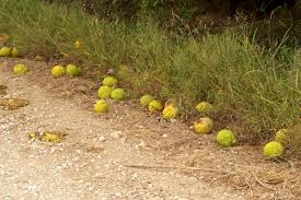 Image result for hedge apples