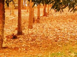 Simepar prevê uma semana de temperaturas amenas para Maringá e Região