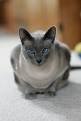 Blue point siamese