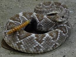 Resultado de imagem para cobra cascavel