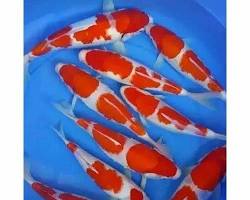 Image of Kohaku koi fish