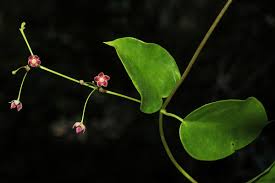 Image result for Vincetoxicum apiculatum