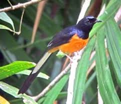 Hasil gambar untuk murai batu