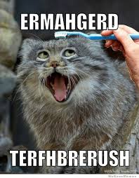 Image result for Animal Meme