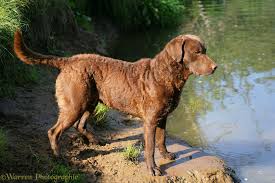Image result for "Chesapeake bay retriever"