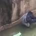 Police Open Criminal Investigation Amid Cincinnati Zoo Gorilla ...