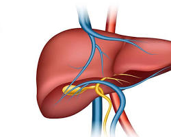 Karaciğer organı resmi
