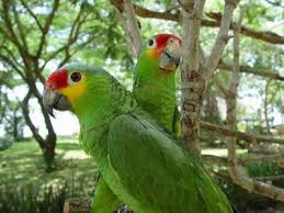 Resultado de imagen para aves exoticas mexicanas