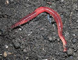 Image result for मृदा संवर्धन