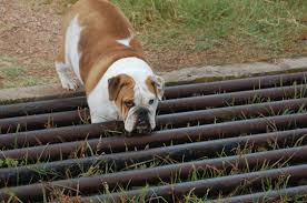 Image result for cattleguards