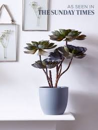 Image result for zinc burn in plants