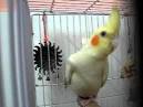 virtual villagers 2 parrots kissing video dailymotion