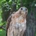 Plucky hawk makes a comeback to Garret Mountain