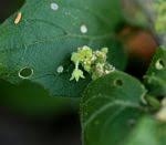 Image result for Erythrococca zambesiaca