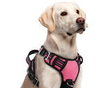 dog wearing a vest harnessの画像