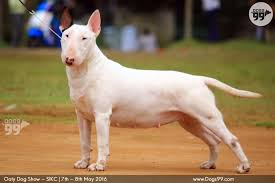 Image result for dog shows