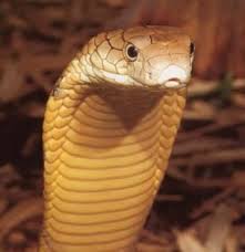 external image images?q=tbn:ANd9GcTn8QS6qGXGUFAD2Az-eVL5FiSWhKRYWWzju3jIcUFTzrYQZ5RtqQ