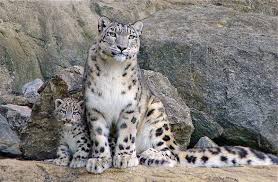 Résultat de recherche d'images pour "snow leopard biting tail"