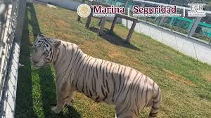 Cateo en Tamaulipas revela rancho con 135 animales exóticos y 68,000 litros de diésel