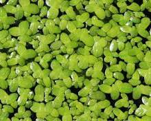 Image of Duckweed