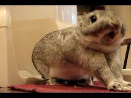 Resultado de imagen de energizer bunny gifs