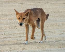 Dingoes on Australia’s K’gari island to be euthanised after tragic death of Canadian tourist Piper James