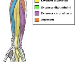 Image de Brachioradialis