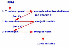 Hasil gambar untuk gambar sistem peredaran darah ganda pada manusia