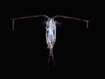 What are Zooplankton - Zooplankton - University of Tasmania