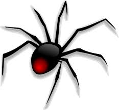 Image result for images of cartoon spiders