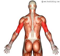 Image result for tricep muscle anatomy
