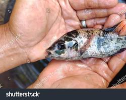 Gambar Mujair (Oreochromis mossambicus) fish