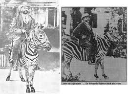 Résultat de recherche d'images pour "domesticated zebra"