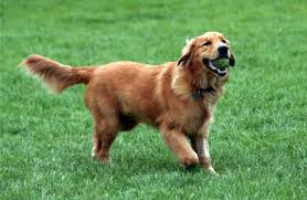 Image result for train dog run catch food